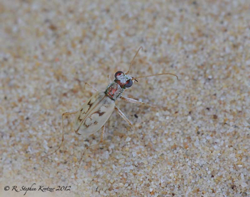 Ellipsoptera lepida